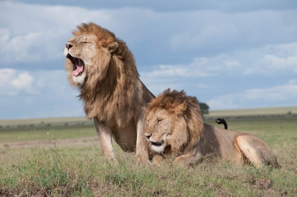 Kenya Lions in Masai Mara