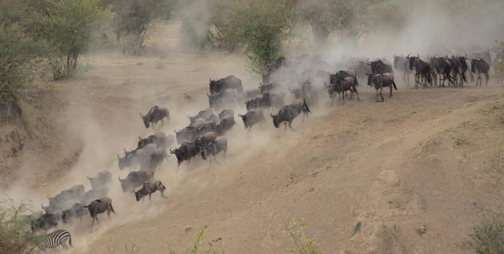 Wildebeests Migration